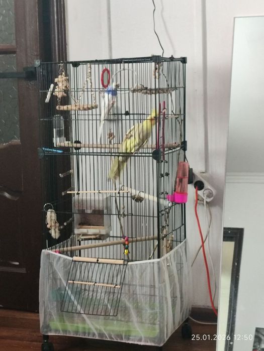 Попугаи с клеткой