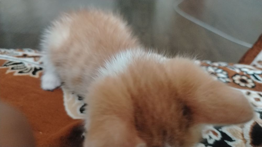 Одам кота в добрые руки