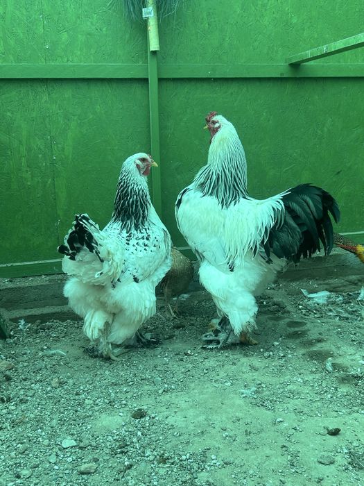 Vand pereche brahma 2025