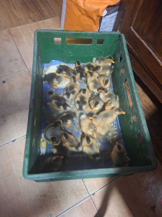 Boboci de rață de casa