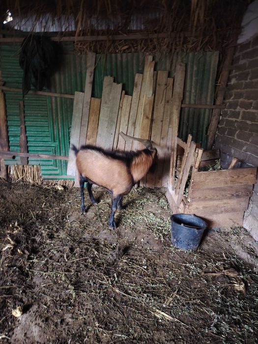 Vand tap alpin francez sau schimb cu o capra sau iada buna de lapte