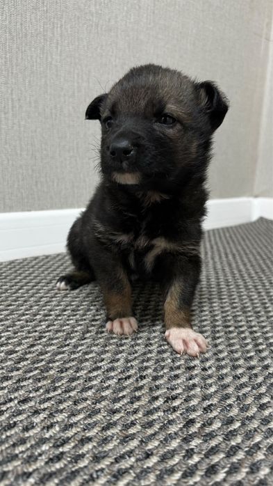 Щенята красивые ищут дом