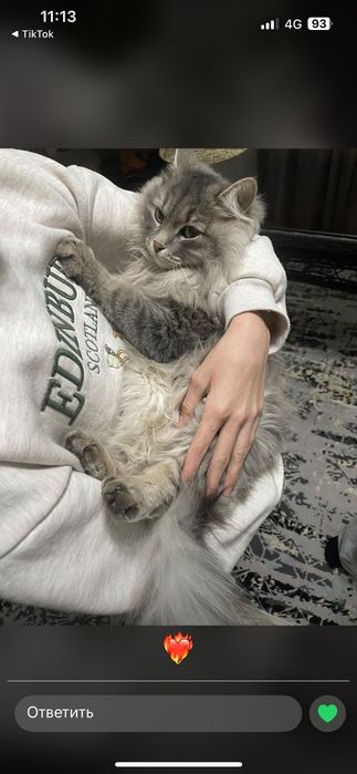 Мысықтар беріледі. Тегін!