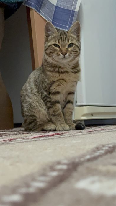 Отдам двух Кошечек