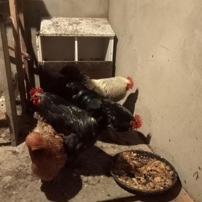 Обменяю петуховв