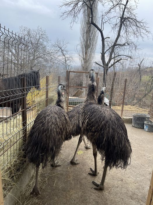 Vand struti 2 ani care au inceput reproducatia