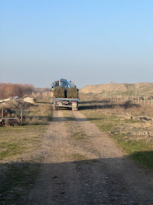 Рулонный дёрн луговой