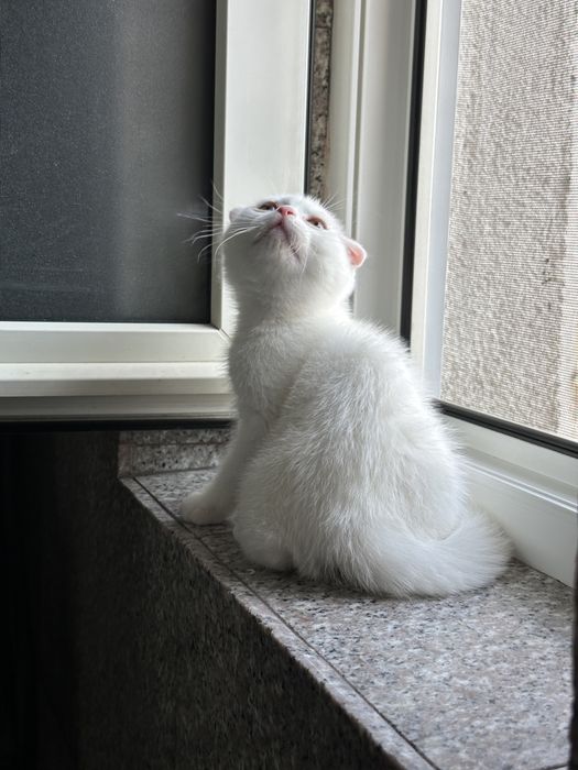 Scottish Fold alb