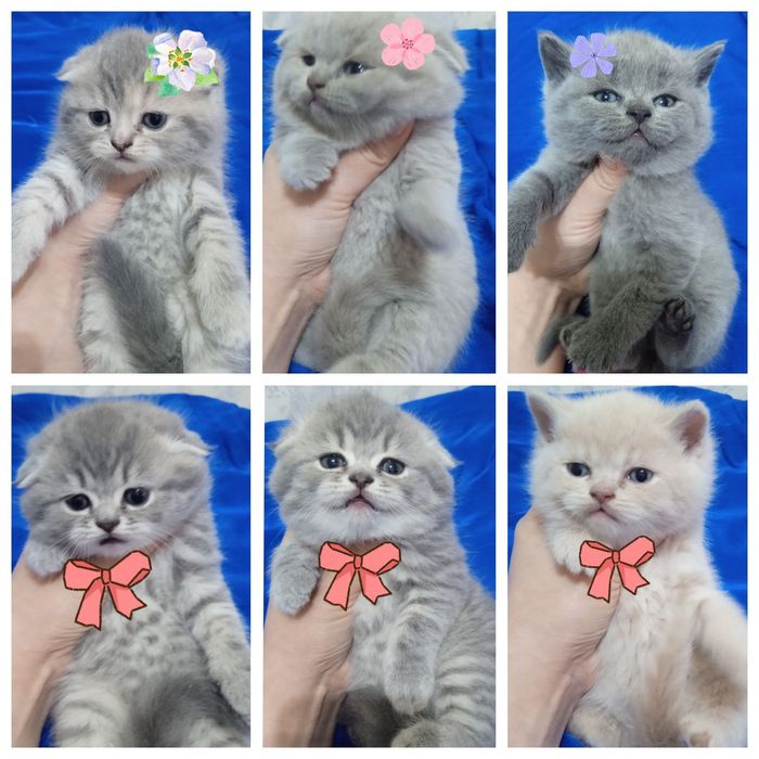 Котята скоттиш фолд