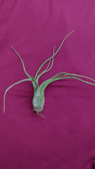 Тилландсия комнатная