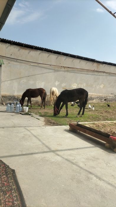 Продаются годовалые жеребята