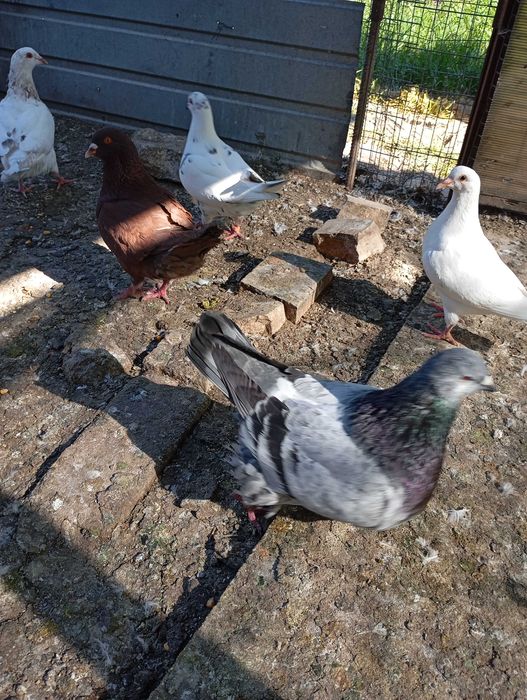 Vand porumbei hubble si metisi 45 lei buc!