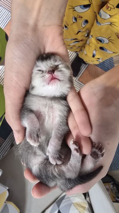 Бронь на скотиш фолд