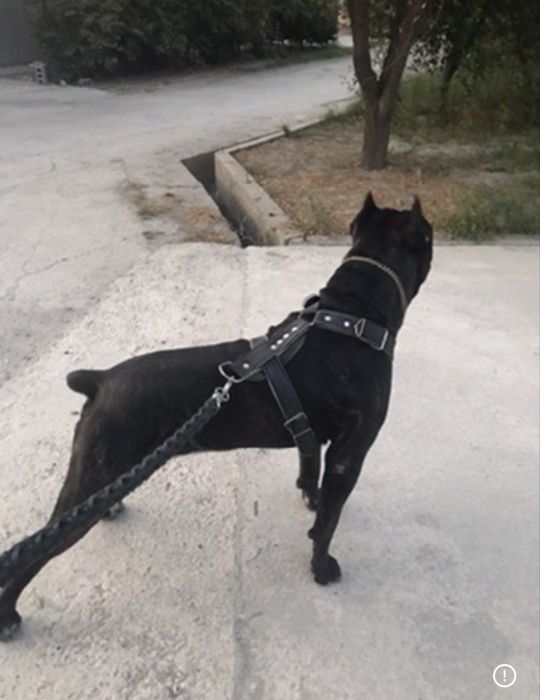 Cane corsa cane corsa
