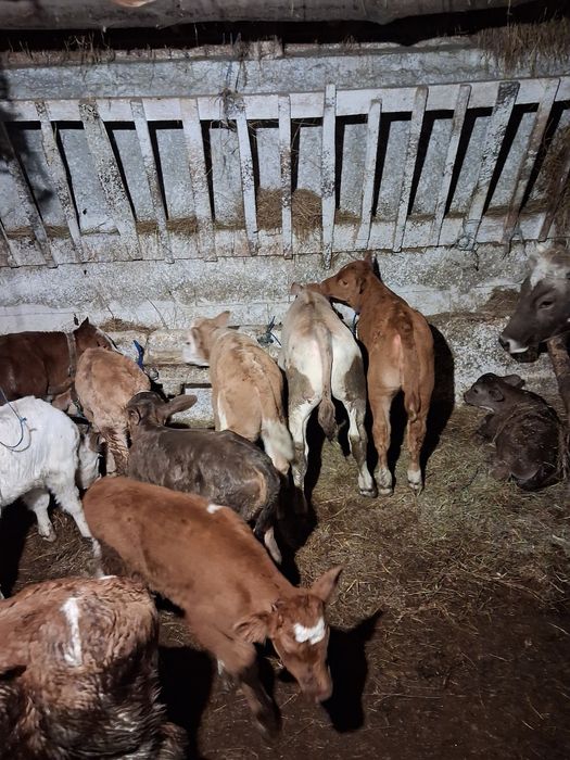 Vând tauras baltat și belgieni