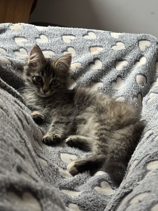 Отдам кошку в добрые руки