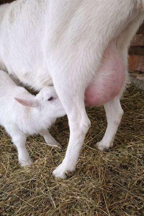 Țăpișor saanen pur