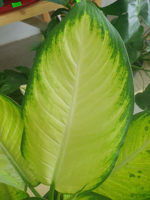 Deffenbahiya деффинбахия