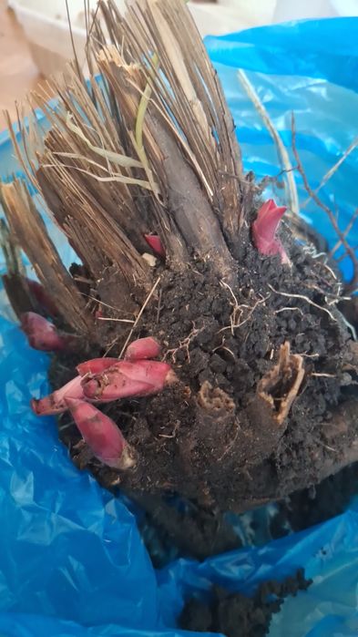 Продам пионы .Многолетний