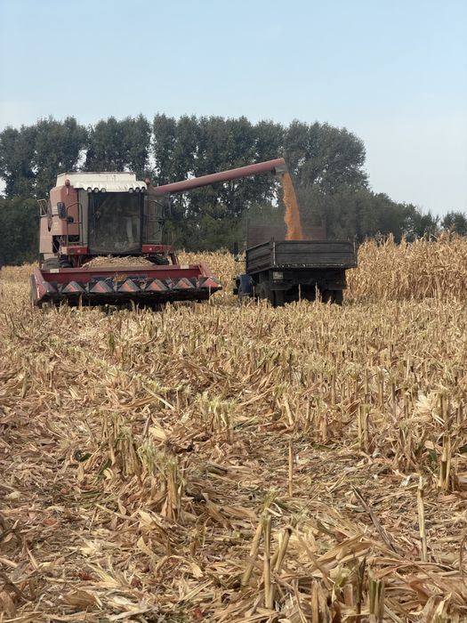 Продам кукурузу в зерне Дән жүгері сатылады