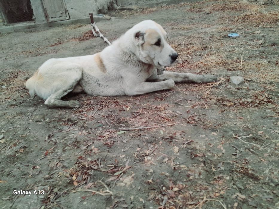 Alabay sotiladi yosh