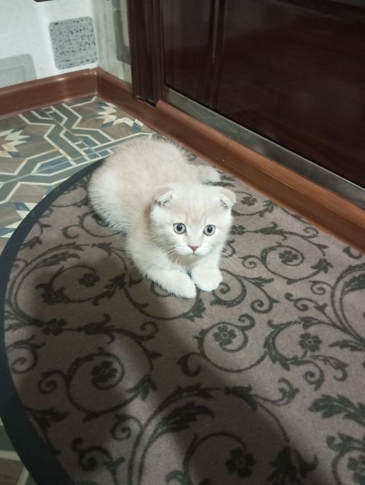 Продаются котята: порода Скотиш Фолд.