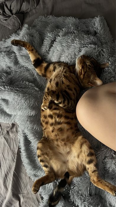 Бенгальский кот