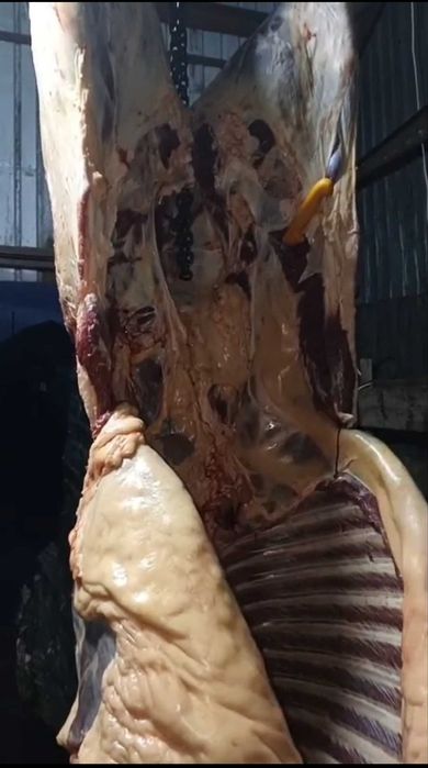 Мясо конины,Соғым Астана Көкшетау