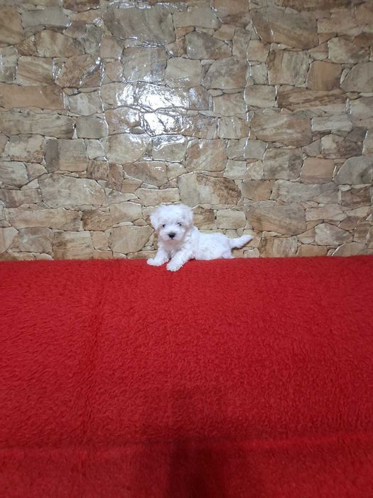 Pui Bichon Maltese