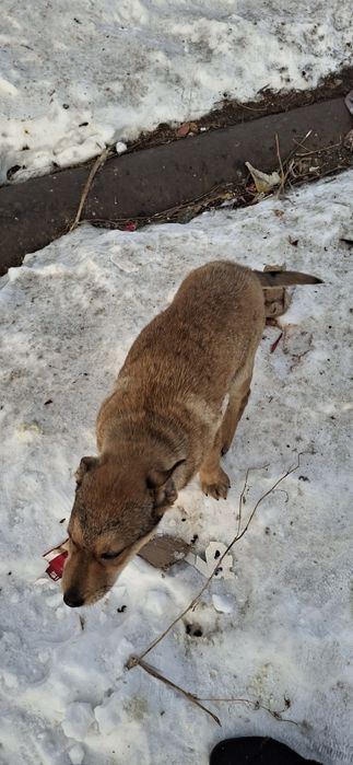 Щеночки ищут свою маму.