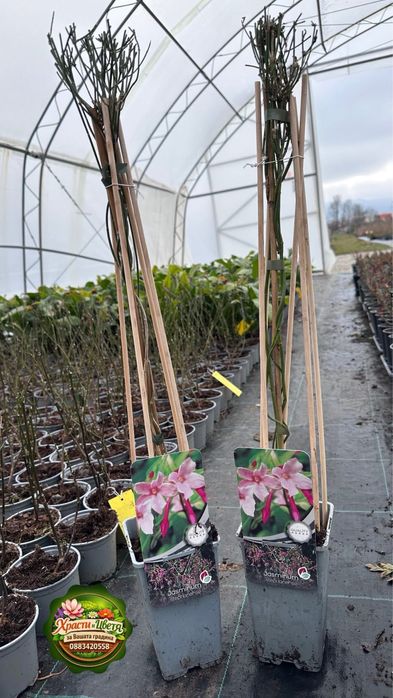 Жасмин Стефанезе