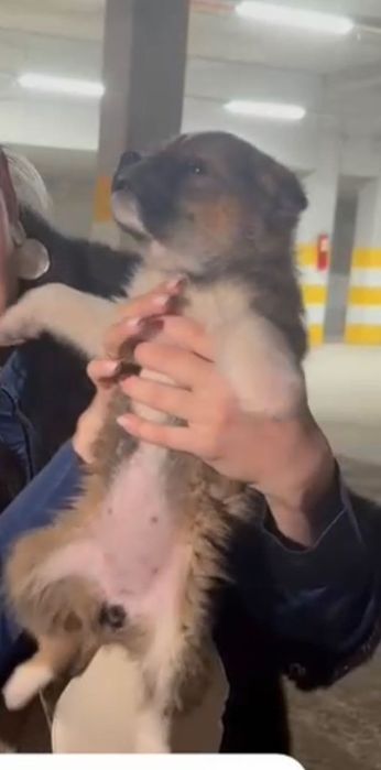 Щенки девочки и мальчики  срочно в добрые руки