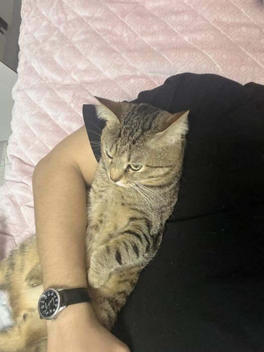 Кот в хорошие руки