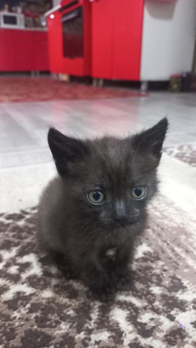 Игровые и приучены к лотку
