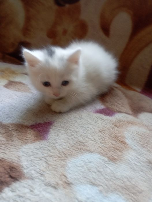 Отдам котят бесплатно