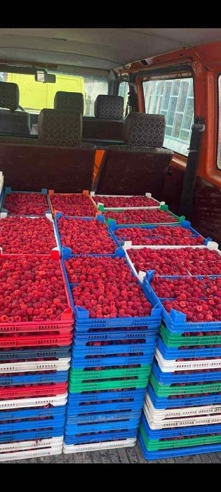 Качествен разсад ягоди и малини