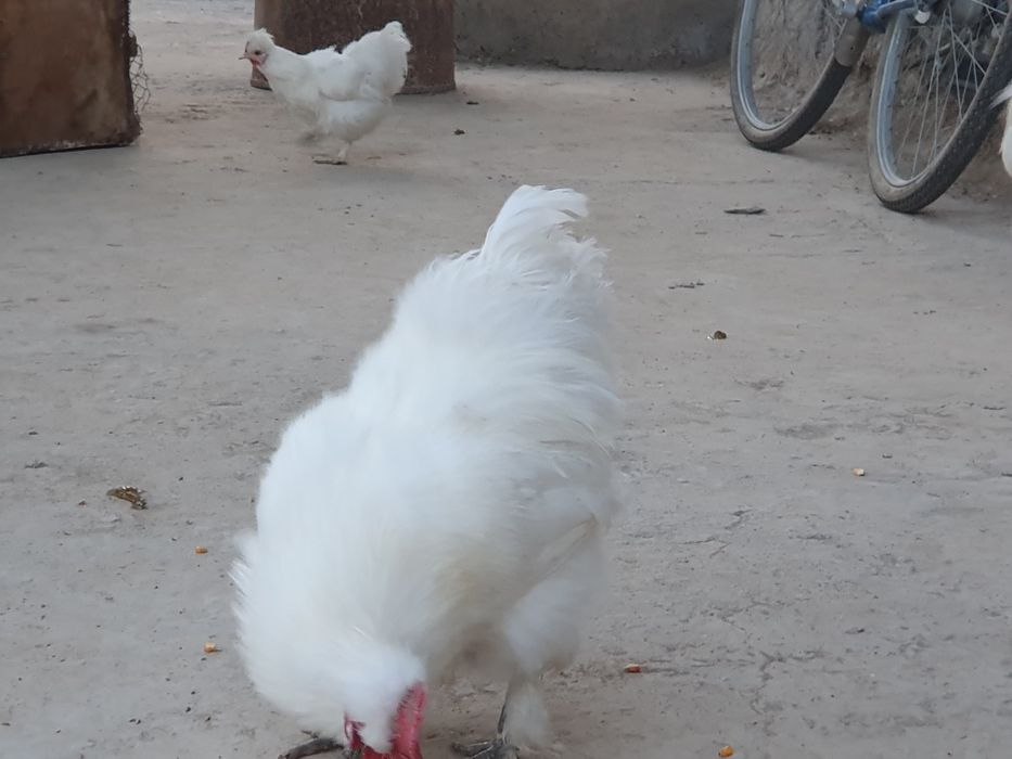 Sholk  xo'rozcha sotiladi