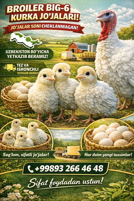 Big6 kurka joʻjalar optom narhda shoshiling mavsum boshlandi