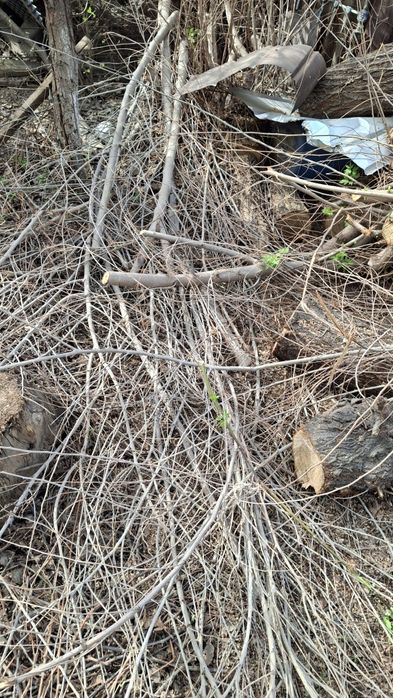 Бесплатно дрова в любое время самовывоз