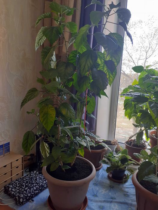 Роза Китайская махровая