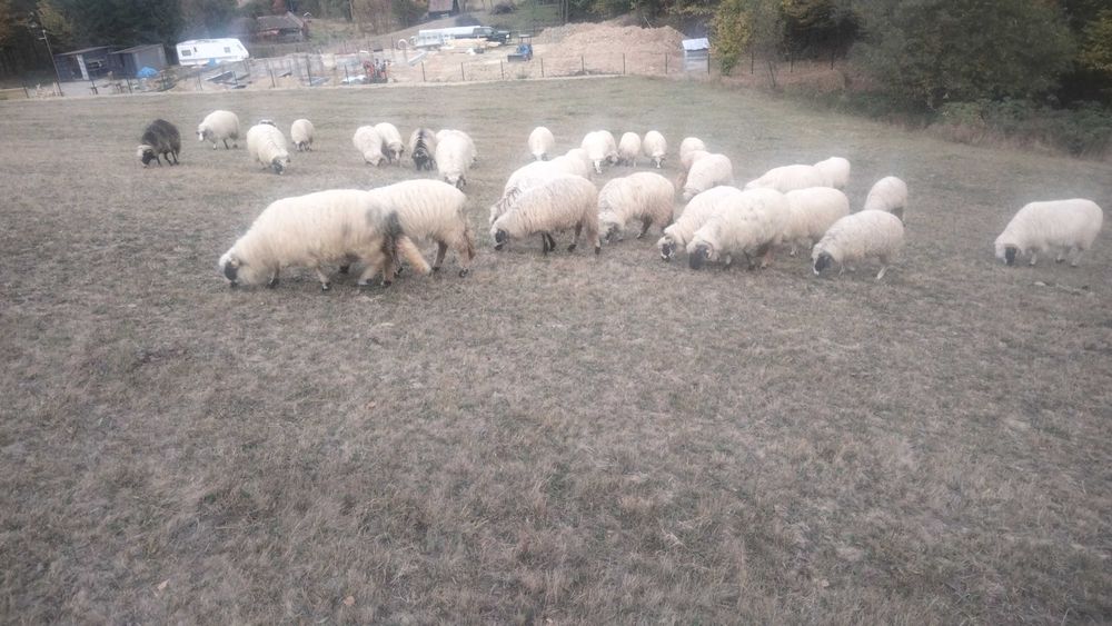 Animale oi breze