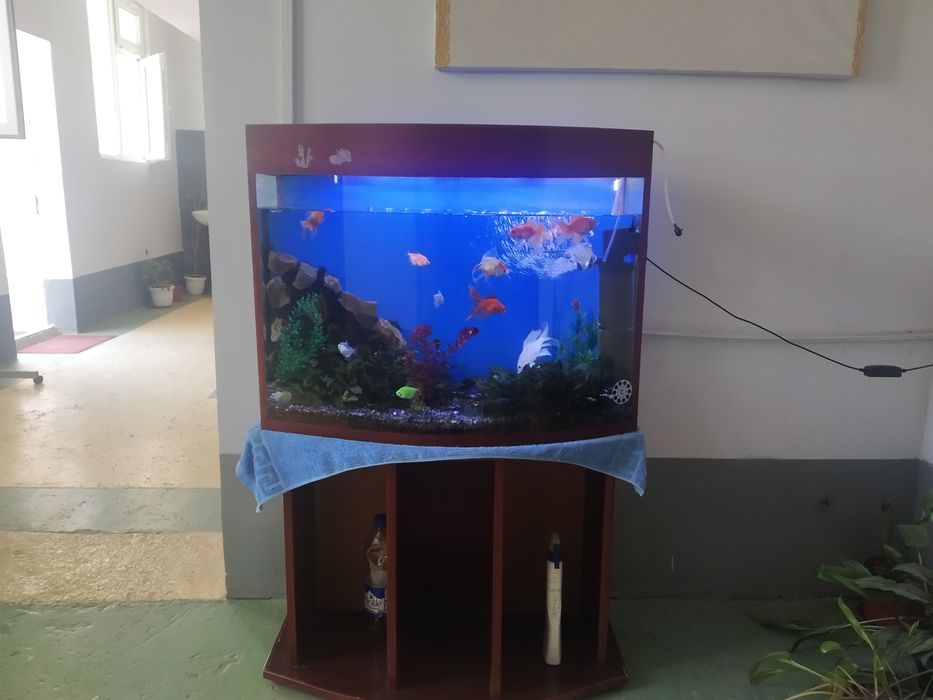 Аквариум сотилади баликлари билан