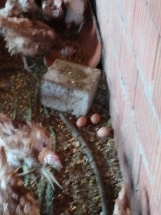 Gaini tinere 11-12 luni outoare