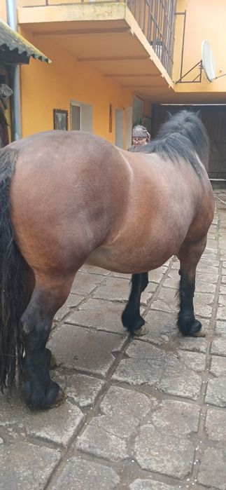 Minza de doi ani jumate