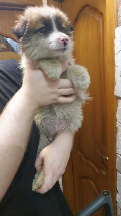 отдам щенков в хорошие руки