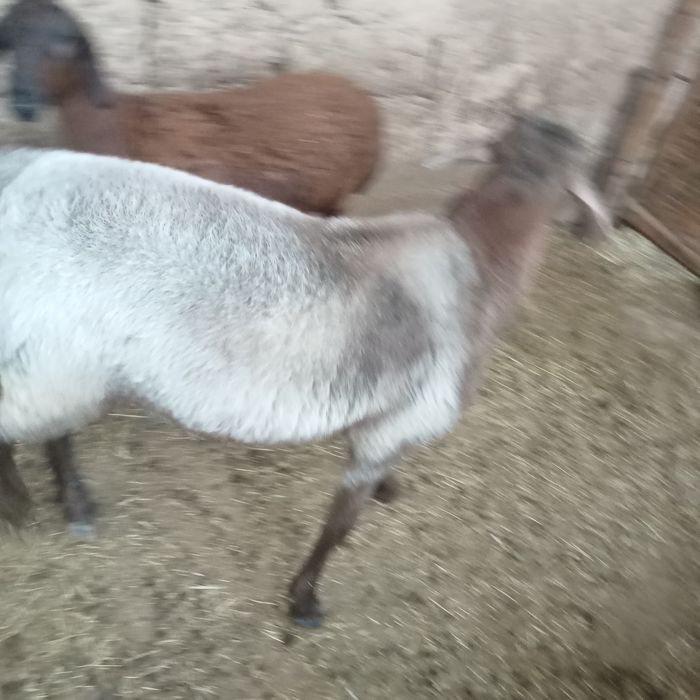 Кошкарлар бордакы