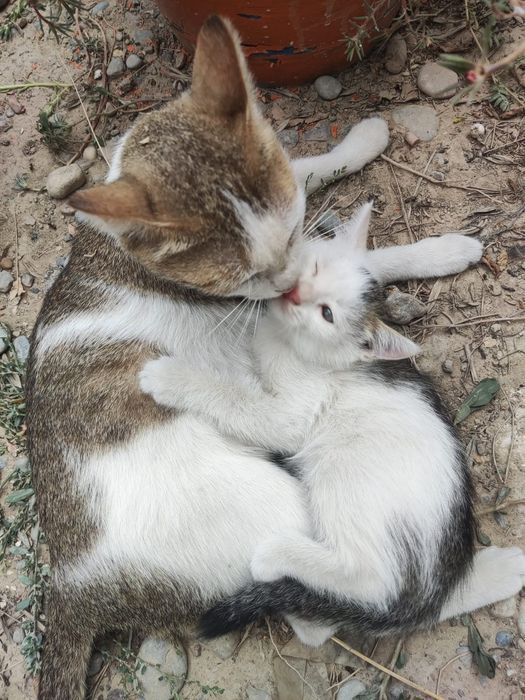 Котенок, милый, озорной мальчик