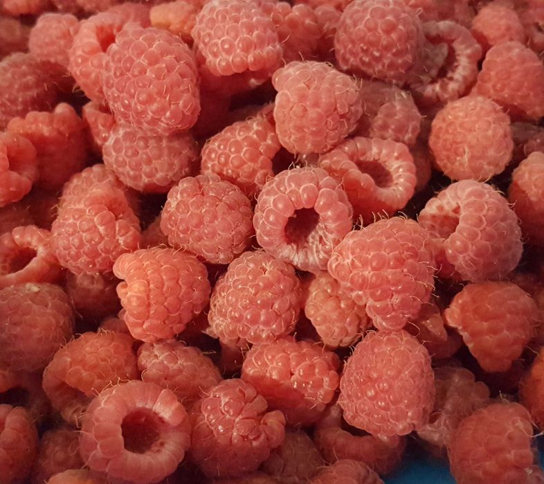 Продам саженцы малины