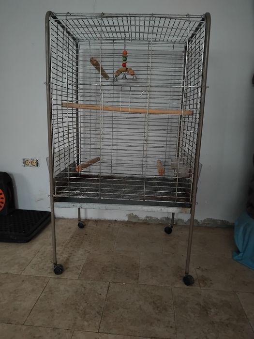 Colivie Papagali Mari