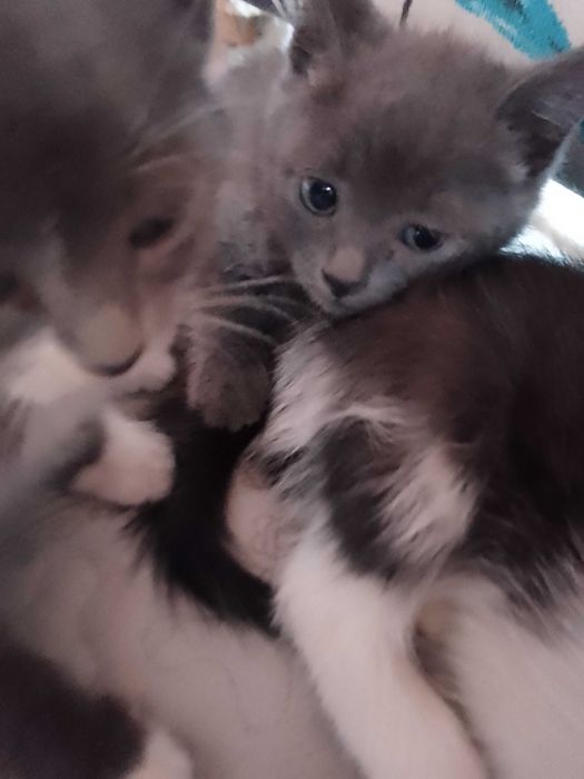 Отдам котят, бесплатно